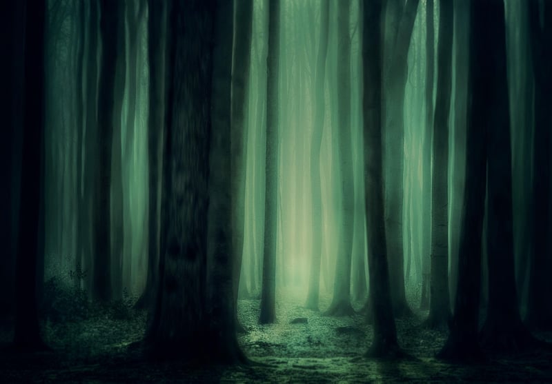 Enchanted Forest Haven