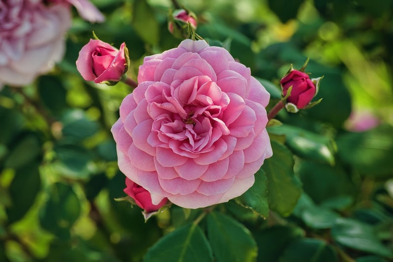 Rose Garden Estate